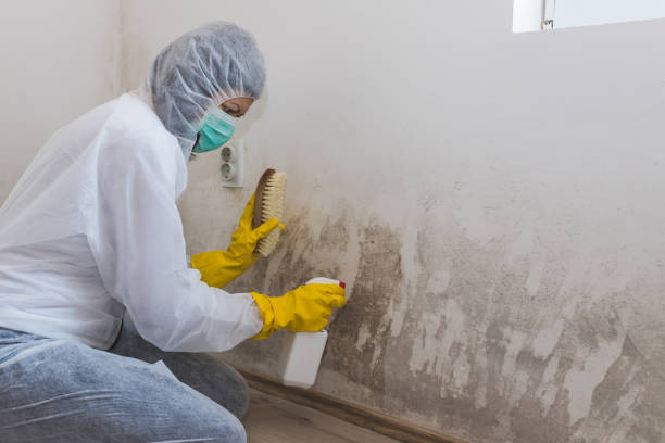 Best Residential Mold Removal  in Wrightsville, PA