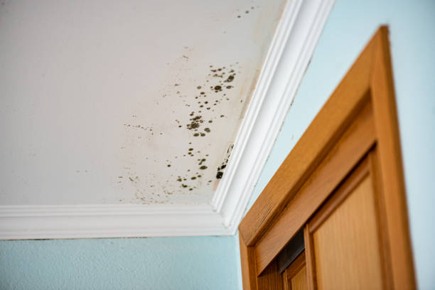 Best Emergency Mold Removal  in Wrightsville, PA