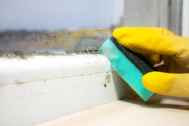 Mold Testing and Removal in Wrightsville, PA