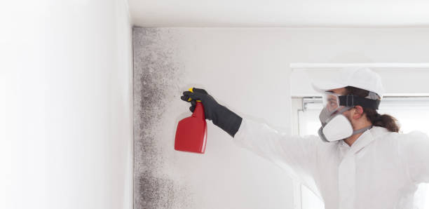 Best Commercial Mold Removal  in Wrightsville, PA