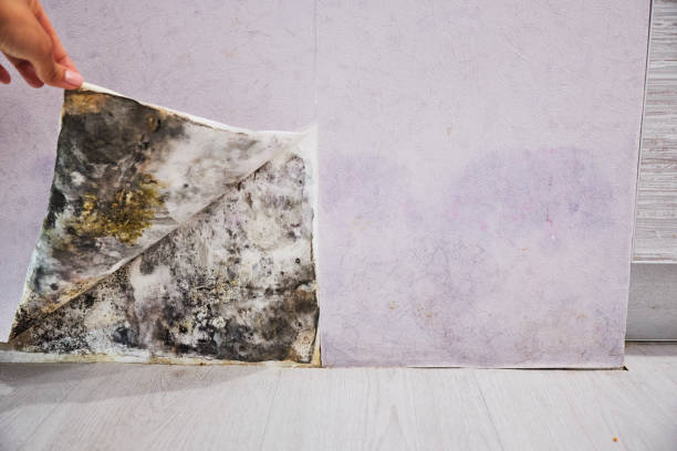 Best Black Mold Removal  in Wrightsville, PA